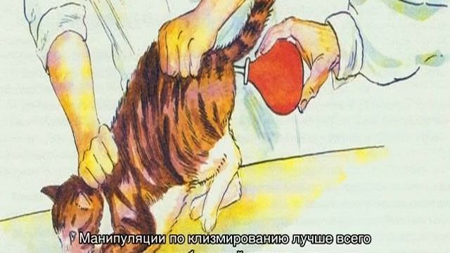 Как сделать клизму коту в домашних условиях смотреть онлайн