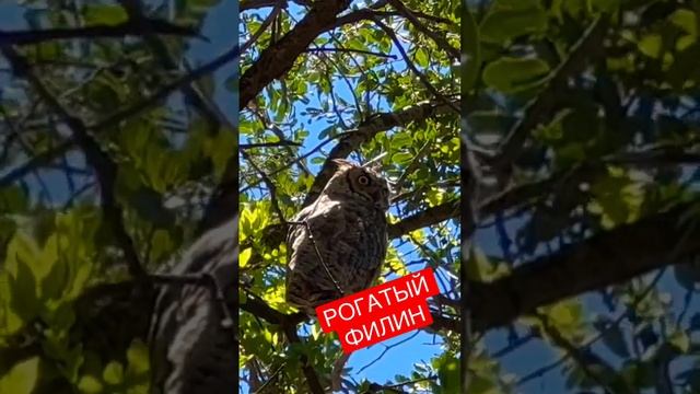 Мой ДОМАШНИЙ филин. Сова. Рогатый филин. Влоги из Америки. смотреть онлайн
