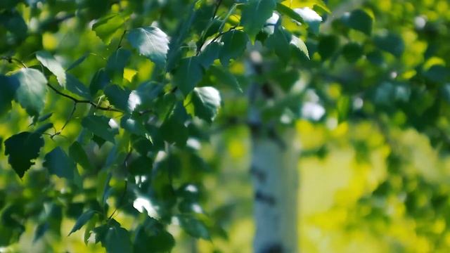 Береза молодая. Во поле Берёзка стояла | Футажи красивая природа [FullHD] смотреть онлайн