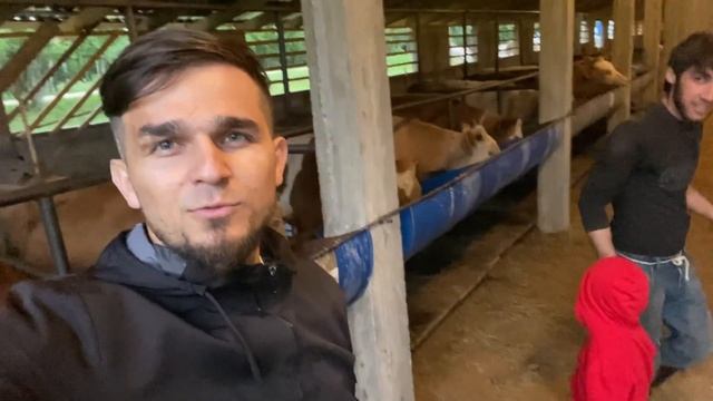 Откорм быков чистота