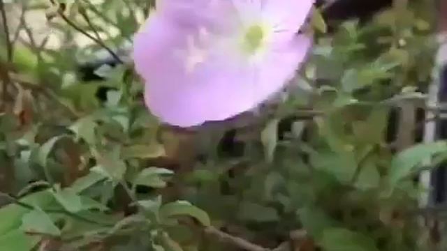 Cistus Incanus - для людей и животных [клещи] (на немецком)