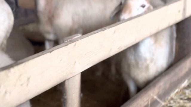 Афганские овцы ? обзор 25 февраля 2023 г.