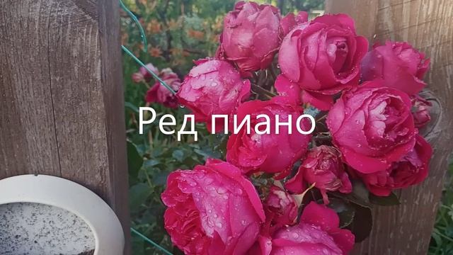 Пять роз с оценкой "ПЯТЬ". смотреть онлайн