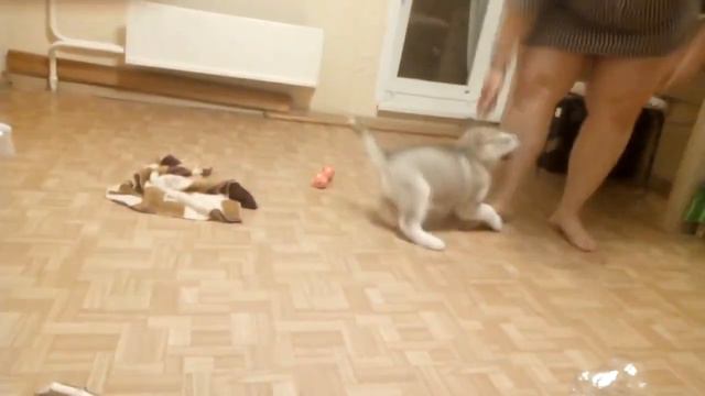 Маленький бес. Начало....