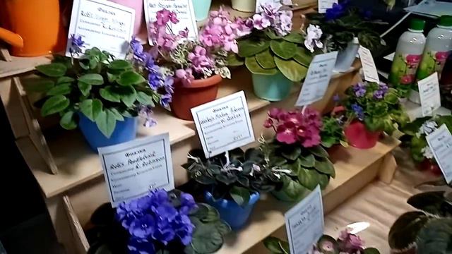 Выставка цветов./Калейдоскоп растений Любы и очаровательные мини-фиалочки Лены. смотреть онлайн