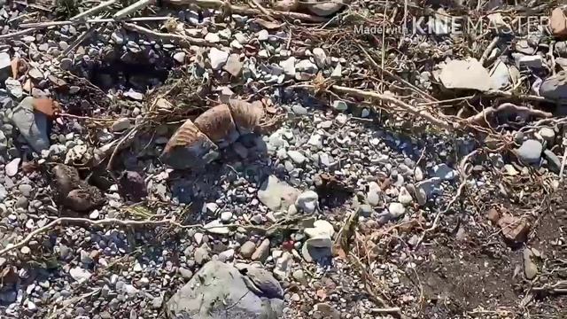 Аммониты. Поиск окаменелостей. #аммониты #окаменелости #поиск смотреть онлайн