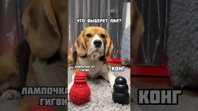 Kong или резиновая лампочка от GiGwi? смотреть онлайн