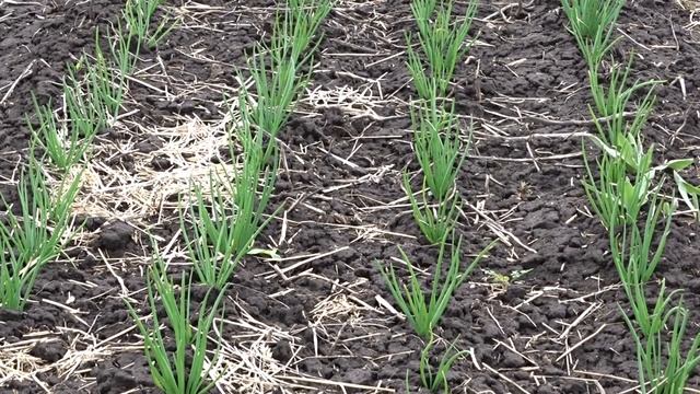Весна. Озимый лук-шалот (сорокозубка) - испытание снегом. смотреть онлайн