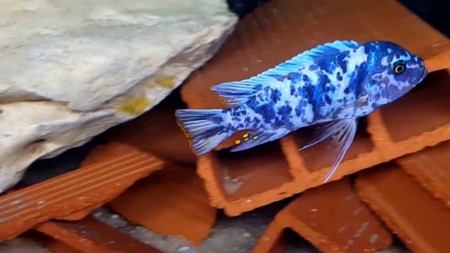 MC / OB Maylandia zebra Chizumulu - Machili Island F0 / WF Raphael Mbunas part 5 смотреть онлайн