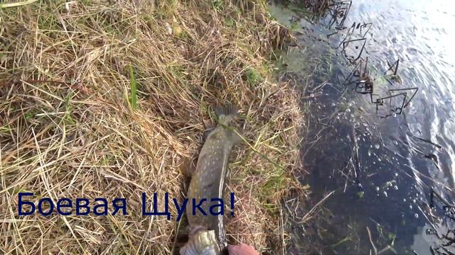 Боевая Щука! Лунные секреты(Short Version). Лучшая рыбалка в ноябре. Rage Fox, не реклама! смотреть онлайн