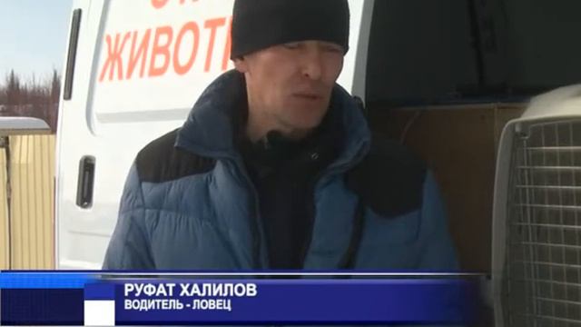 Отлов собак 08 04 2021 смотреть онлайн