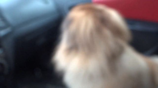 Пекинес Дендик ездил на стрижку смотреть онлайн