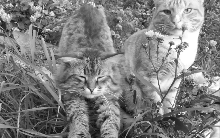 Чистая морда, превыше всего смотреть онлайн