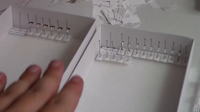 Cerambycidae & Papilionidae смотреть онлайн