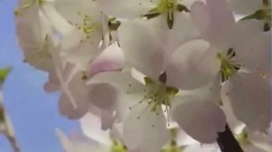 Видеофон. Футаж весенний. Красивый футаж для видео. Фоновый футаж. Яблонька цветёт.