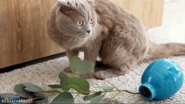 Вот и Раскрыта Тайна Необычной Кошачьей Привычки! А Вы Знаете, Почему Кошки Скидывают Вещи со Стола смотреть онлайн