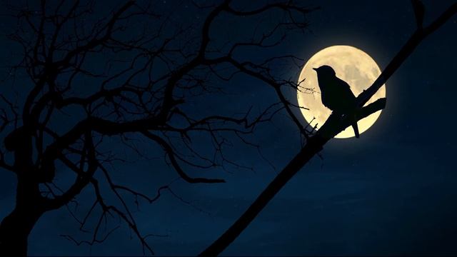 Соловей поет ночью - как красиво пение соловья ночью - звуки природы для успокоения и сна смотреть онлайн