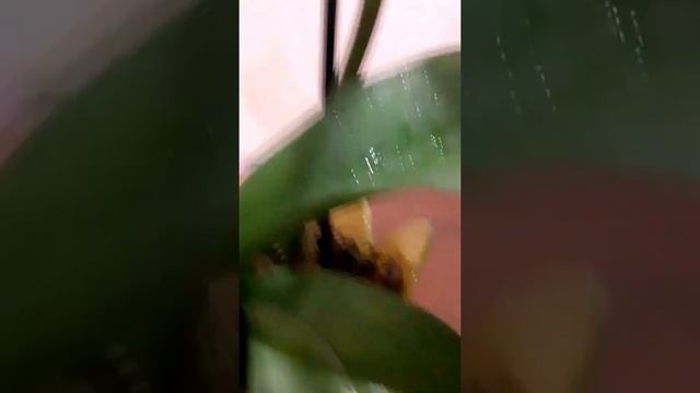 #ОРХИДЕИ Белая орхидея спасена! ЯНТАРНАЯ КИСЛОТА. Часть 3. смотреть онлайн