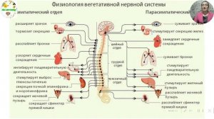 Вегетативная нервная система .Анатомия человека.