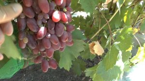 Виноград Ризамат