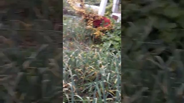 Дачная тусовка смотреть онлайн