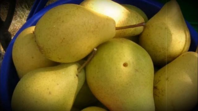 Груша зимостойкого сорта Лада смотреть онлайн