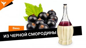 Вино из черной смородины