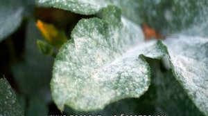 Мучнистая роса на смородине: меры борьбы