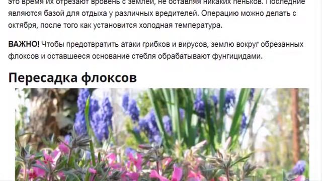 Флоксы. Красивые цветы. Посадка и уход за флоксами в домашних условиях.