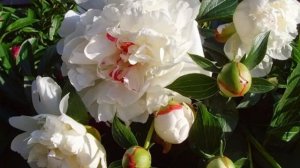 Белые пионы — описание и характеристики лучших сортов с цветной серединкой