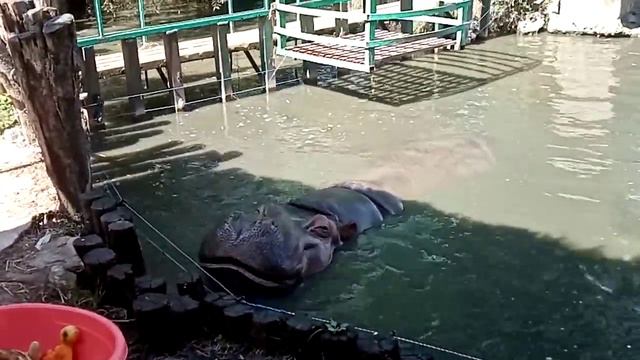 Кормление бегимота в Краснодаре. Супер. смотреть онлайн
