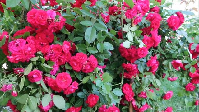 КАК ЗАСТАВИТЬ РОЗЫ ЦВЕСТИ НЕПРЕРЫВНО. ЧТО НАДО СДЕЛАТЬ В ИЮЛЕ, ЧТОБЫ РОЗЫ ДАЛИ ОБИЛИЕ ЦВЕТОВ смотреть онлайн
