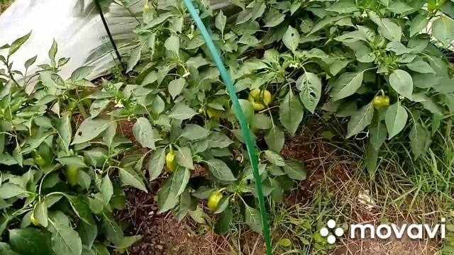 Обзор огорода 30.08.2020//тыква 11 кг//гуляем с козами смотреть онлайн