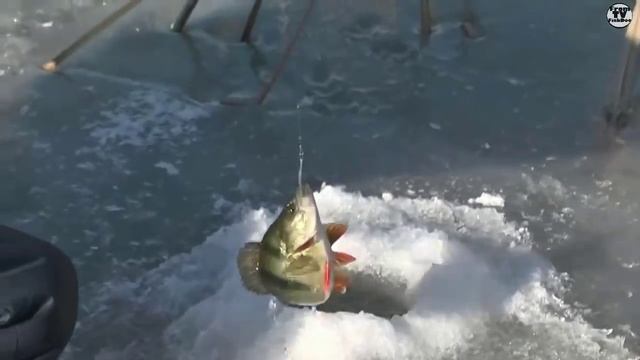 Зимняя рыбалка на окуня по первому льду на мормышку,балансир! смотреть онлайн