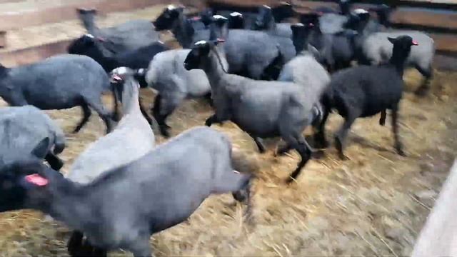 Романовские овцы - продажа смотреть онлайн