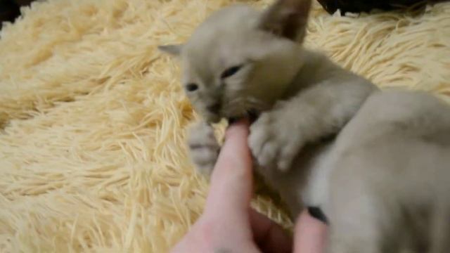 Бурма. Бурманский котенок. Шоколадная бурма. Питомник Нала Алтана Burmese Cattery Nala Altana