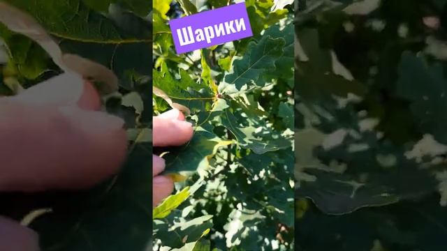 шарики на дубе смотреть онлайн