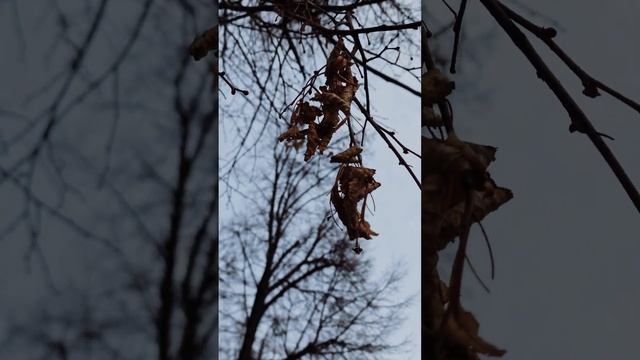 Осенний сад Эрмитаж смотреть онлайн