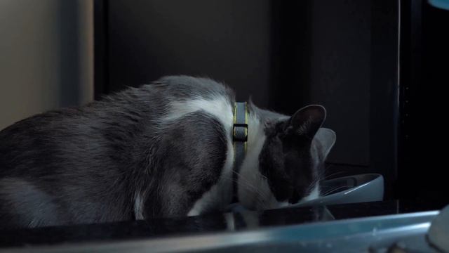 Звуки кота, кошки. Животные