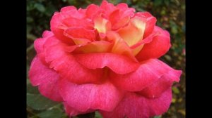 Роза сорт "Большой Театр". Посадка роз в феврале!