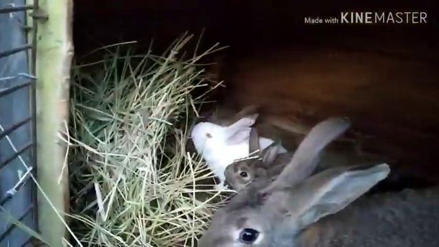 Маленькие Кролики !! Отказ от ячменя . смотреть онлайн