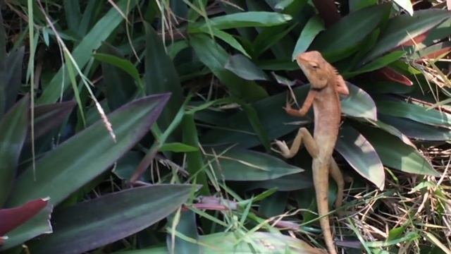 Отель Grand Jomtien Palace Таиланд Джомтьен Паттайя хороший отдых смотреть онлайн