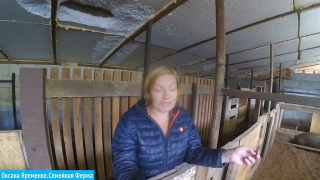 КАК ПРАВИЛЬНО кормить свиней/ Откорм смотреть онлайн