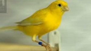 ПЕНИЕ КЕНАРА   Урок 11