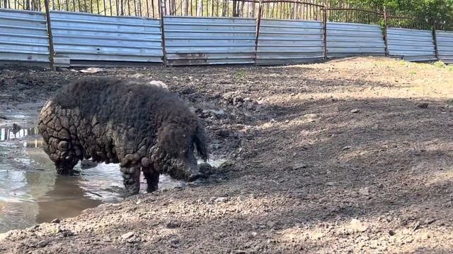 Венгерская Мангалица. Самец ласточка окрас смотреть онлайн