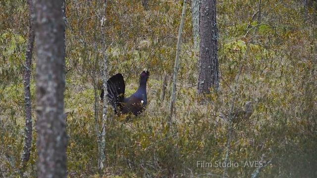 Как спаривается глухарь? | Film Studio Aves смотреть онлайн