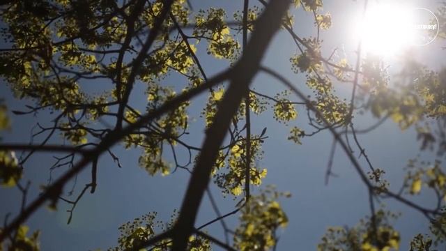 Михаил Пришвин. Разговор деревьев (рассказ) смотреть онлайн