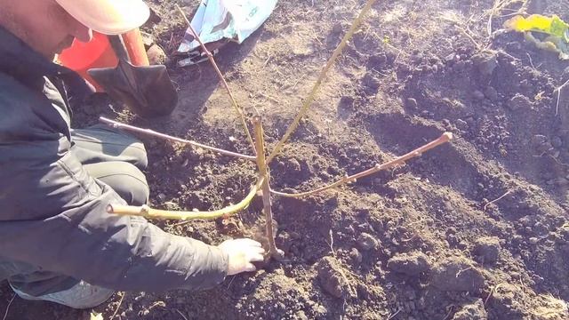 Как посадить персик, Посадка персика осенью, Правила посадки саженцев персика, Как сажать персик смотреть онлайн