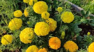 Бархатцы Антигуа F1. Пик цветения в конце августа. Супер махровые цветы!