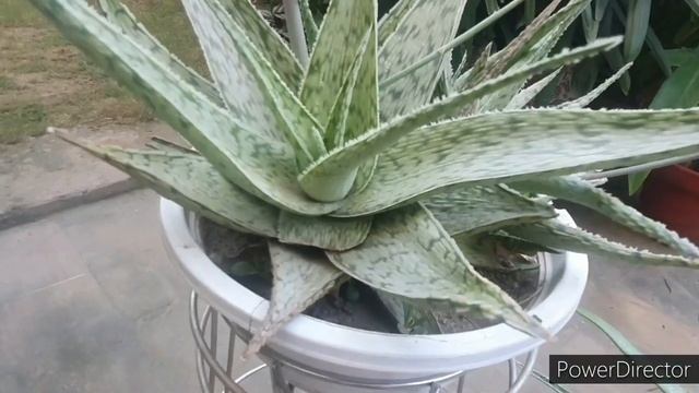 Aloe Variegata/Tiger Aloe//Flowering a rare sight//Complete care смотреть онлайн